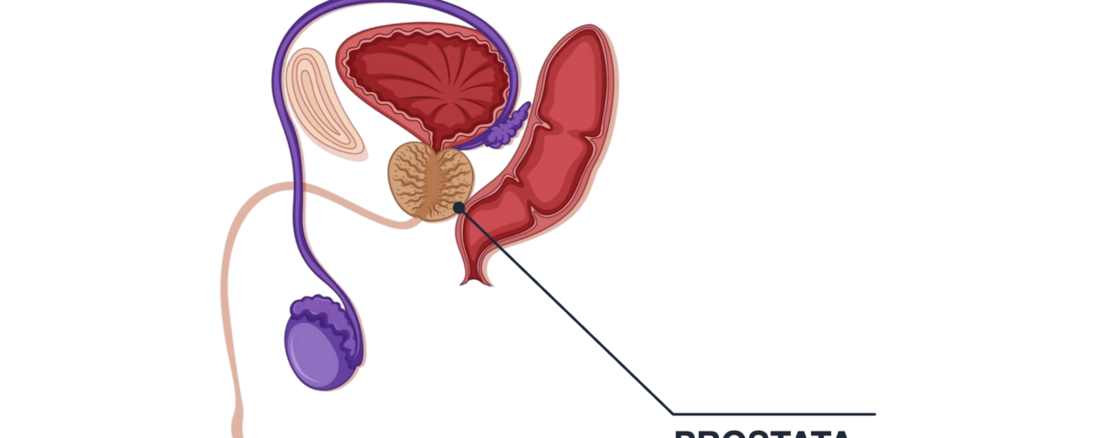 Visita alla prostata a Palermo 6 Diagramma anatomico della prostata e organi circostanti.