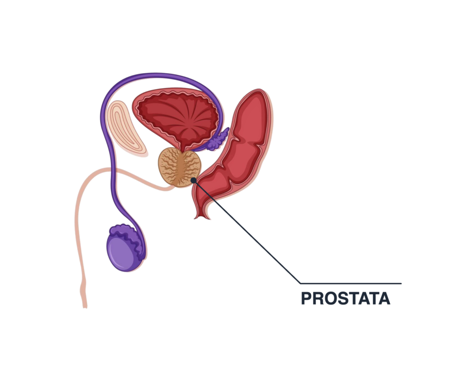 Diagramma anatomico della prostata e organi circostanti.